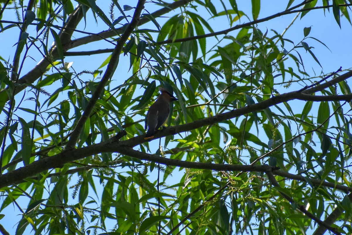 Cedar Waxwing - ML243429981