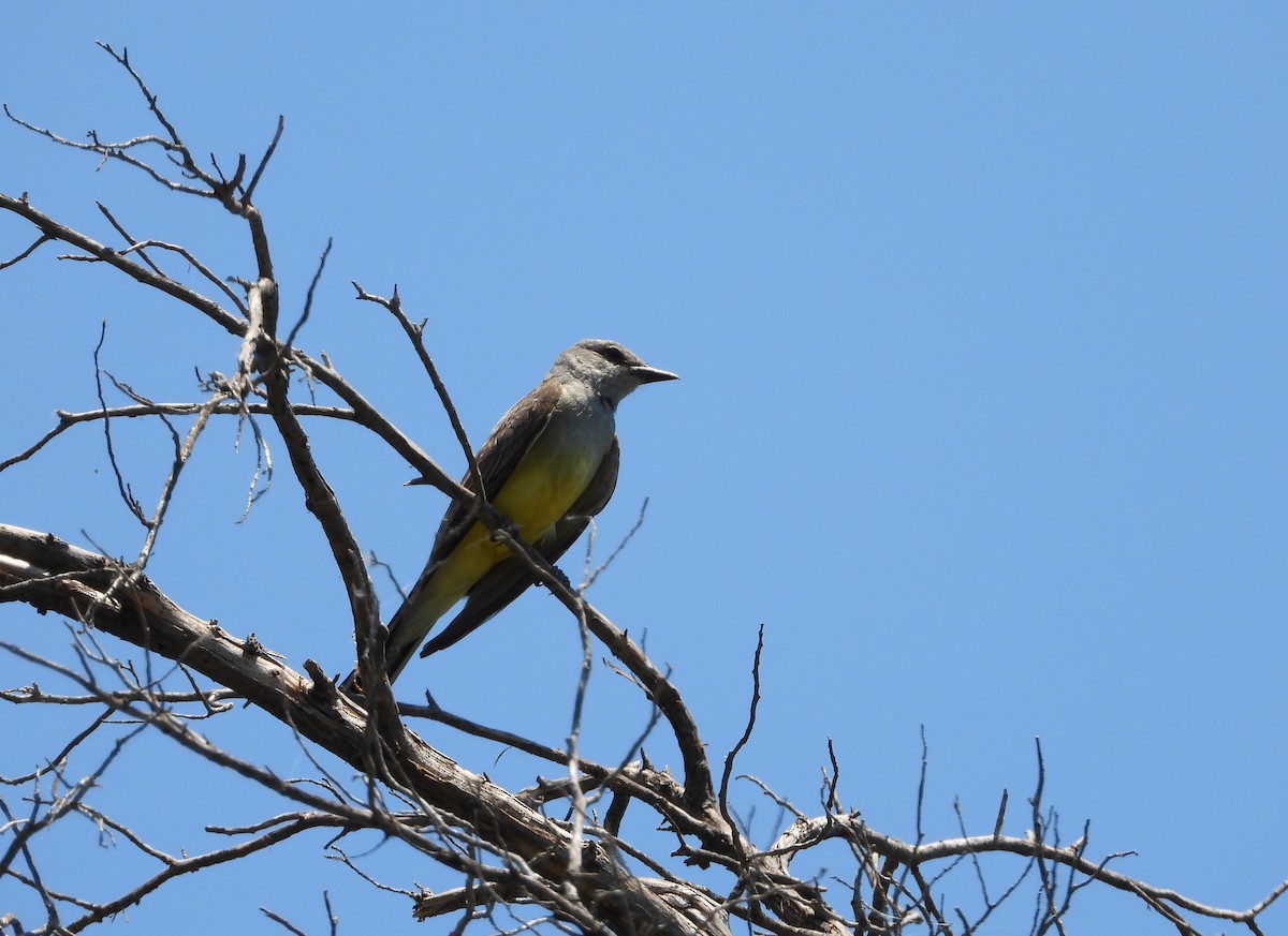 Western Kingbird - ML243430151