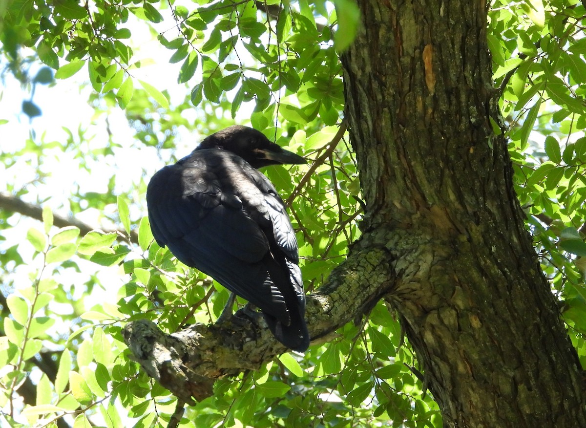 American Crow - ML243430571