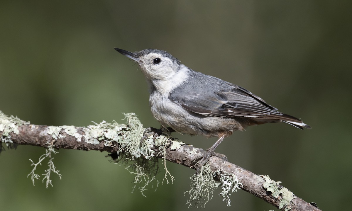 White-breasted Nuthatch (Pacific) - Brian Sullivan