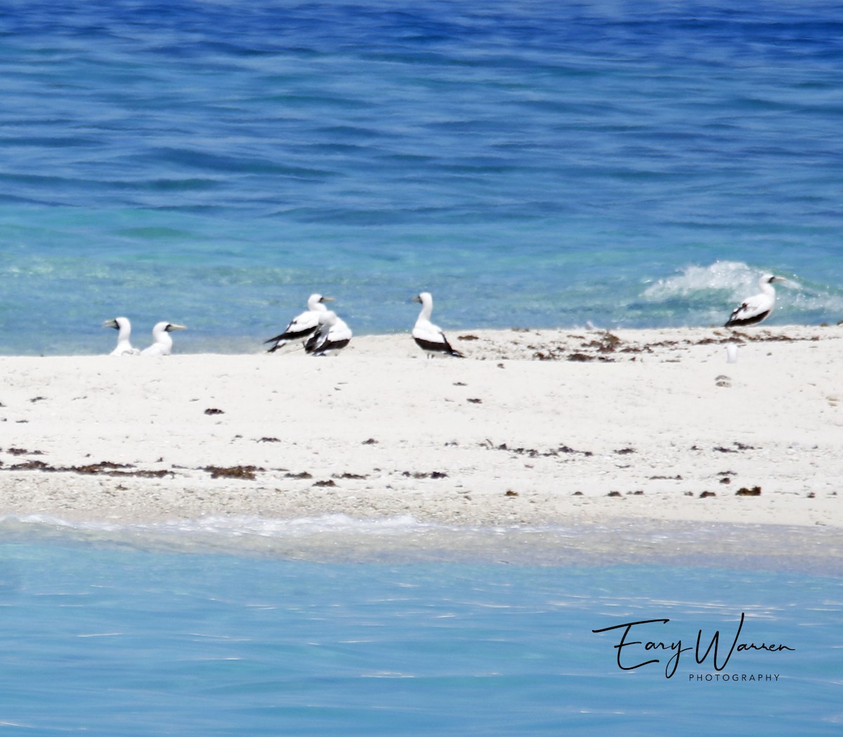 Masked Booby - ML243431411