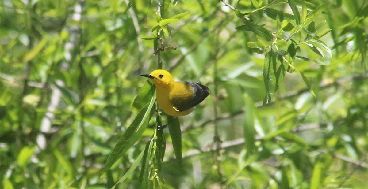 Prothonotary Warbler - ML243431621
