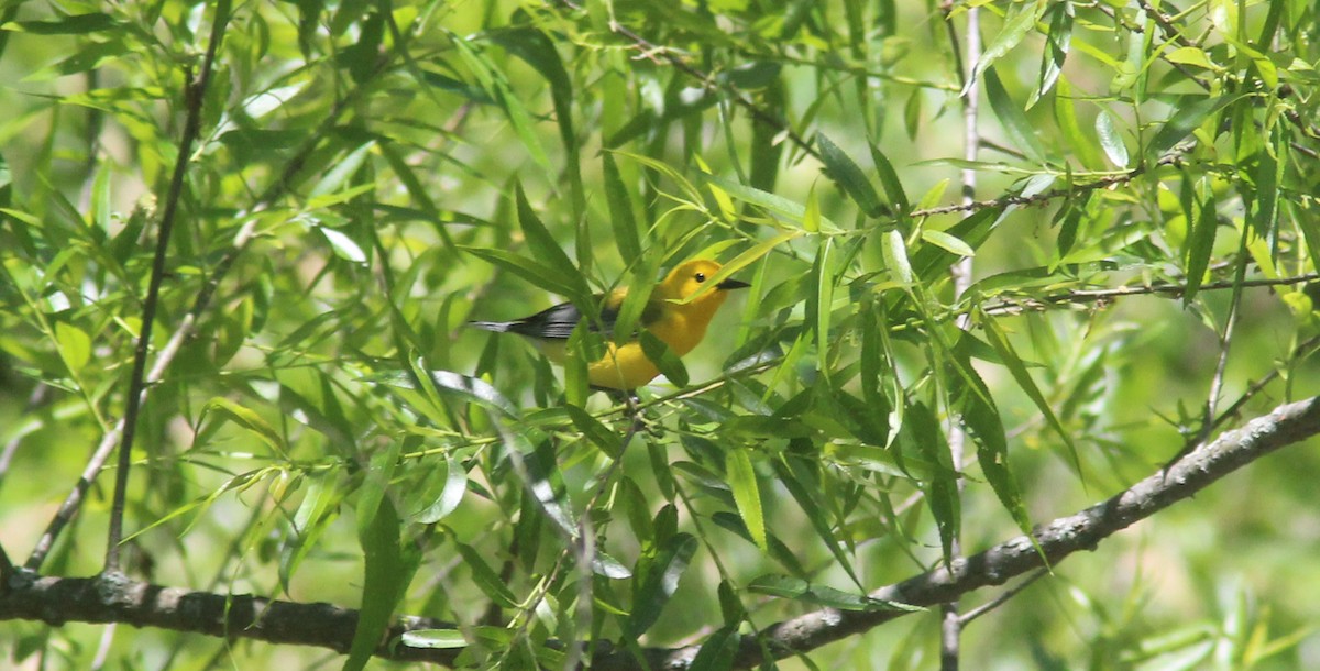 Prothonotary Warbler - ML243431641
