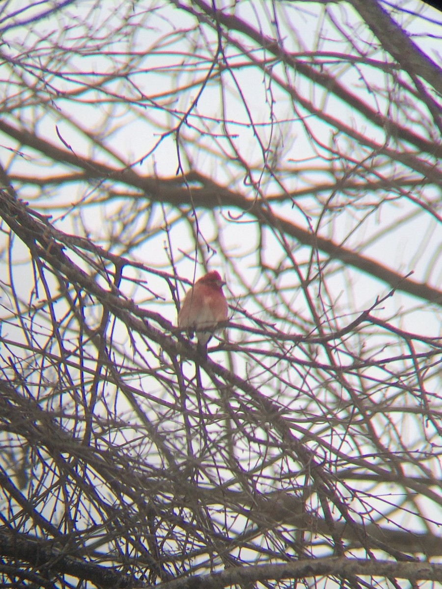 Purple Finch - ML24343191