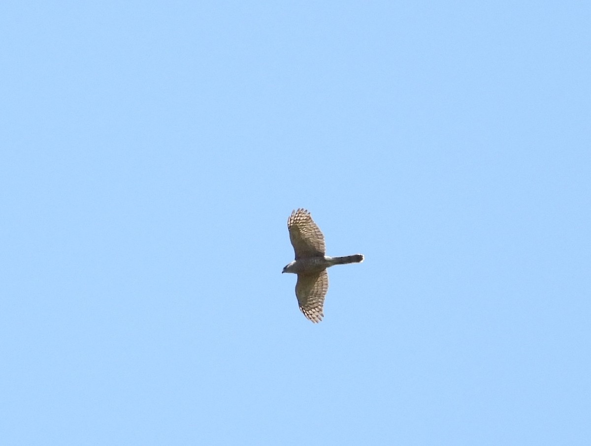 Cooper's Hawk - ML243432081