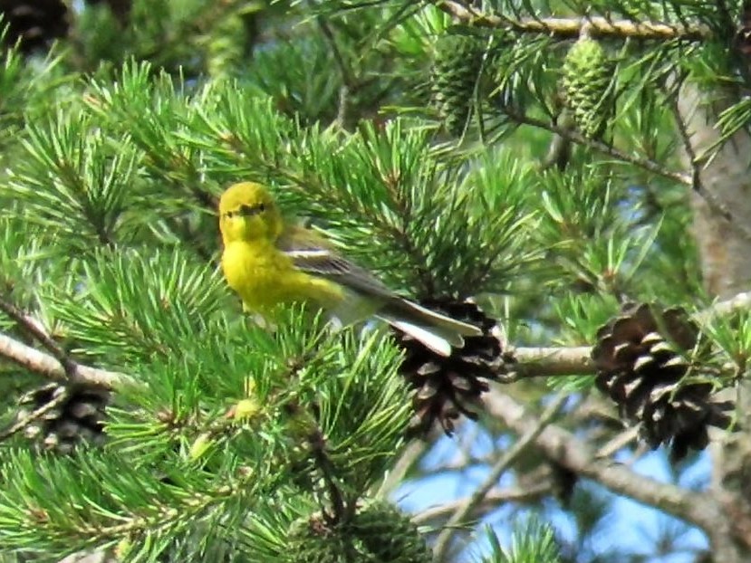 Pine Warbler - ML243432101