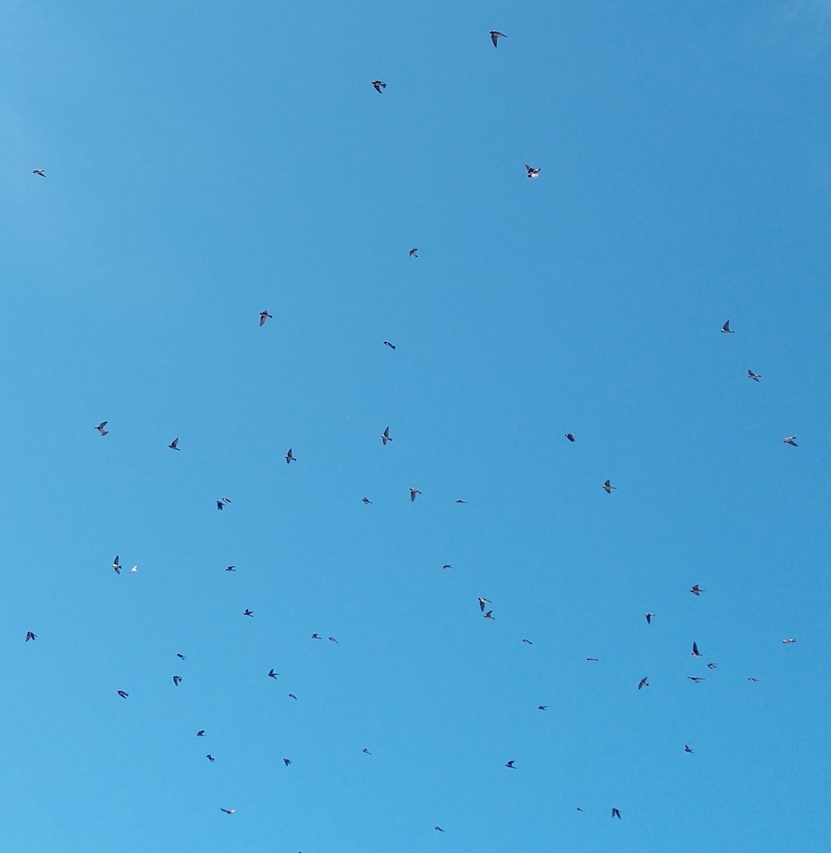 Cliff Swallow - ML243432731