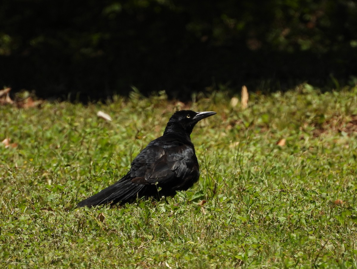 Great-tailed Grackle - ML243432971