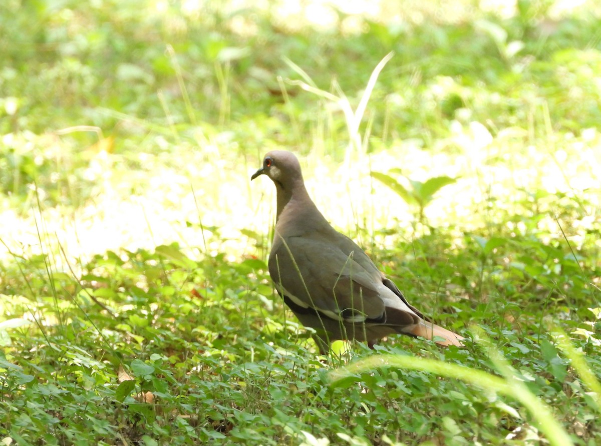 White-winged Dove - ML243433921