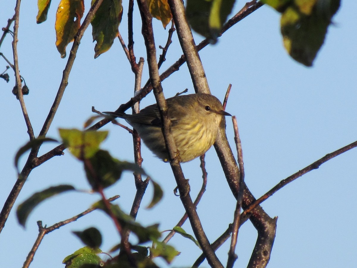 Cape May Warbler - ML243433941
