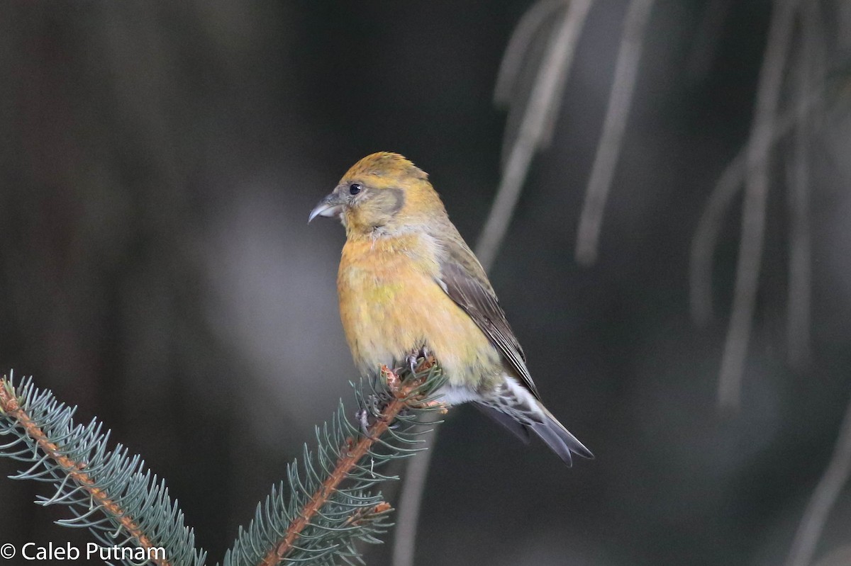 Red Crossbill - Caleb Putnam