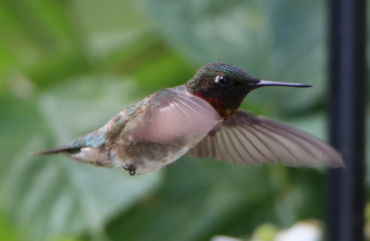 Ruby-throated Hummingbird - ML243434151