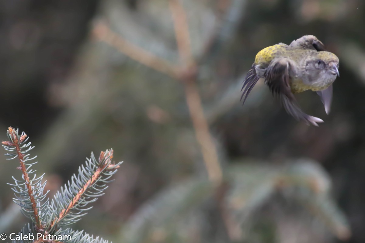 Red Crossbill - ML24343421