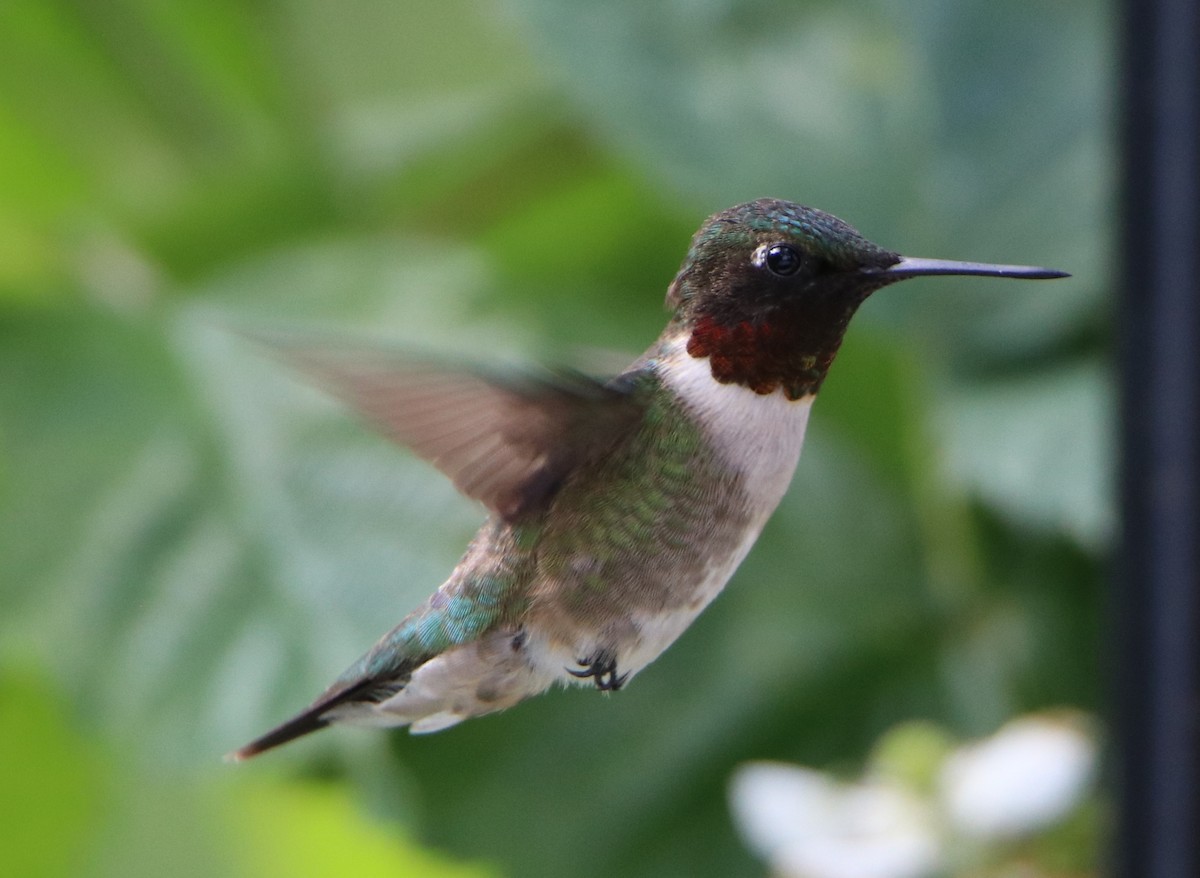 Ruby-throated Hummingbird - ML243434221