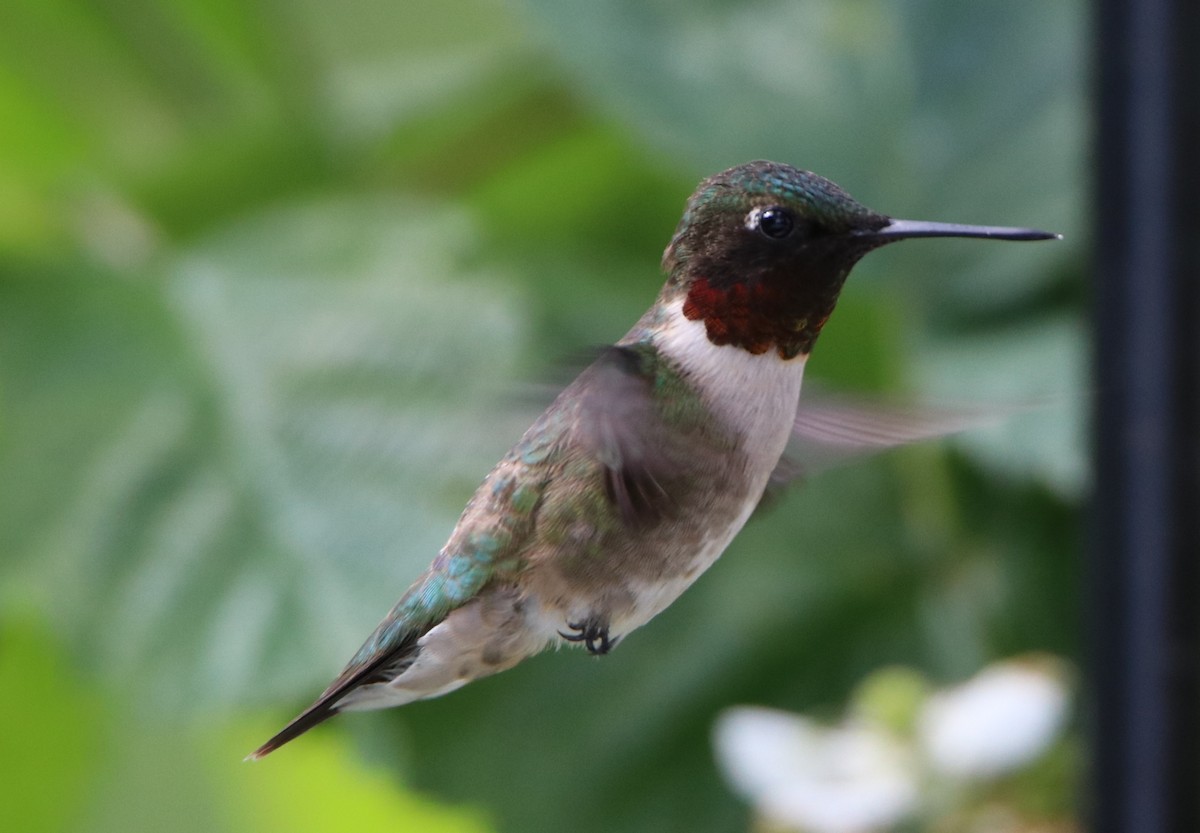 Ruby-throated Hummingbird - ML243434301