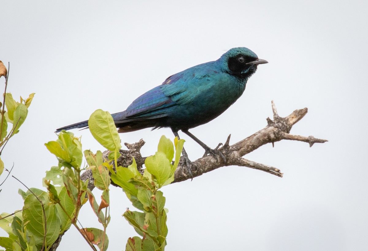 Burchell's Starling - ML243434721