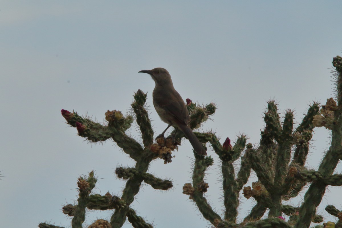 Curve-billed Thrasher - Spencer Follett