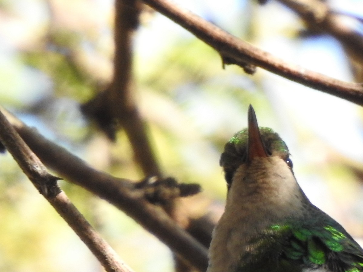 Glittering-bellied Emerald - ML243435621