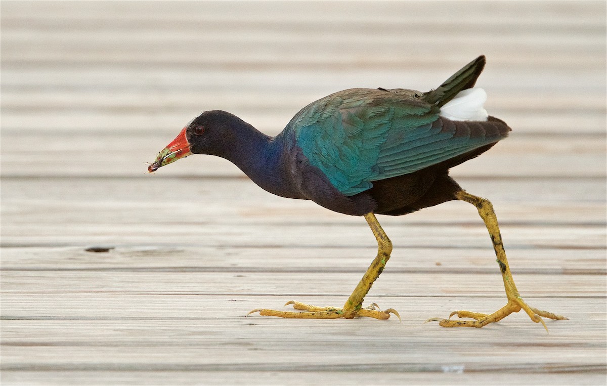 Purple Gallinule - Harlan Stewart