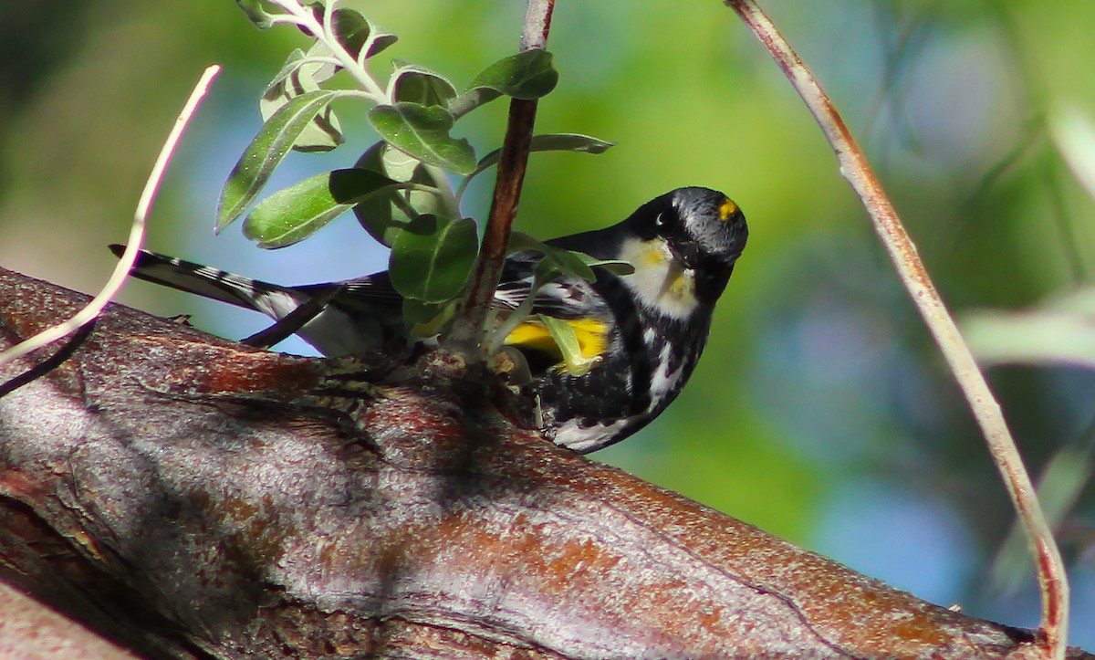 Yellow-rumped Warbler (Myrtle x Audubon's) - ML243438231