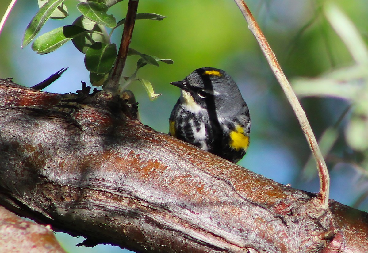 Yellow-rumped Warbler (Myrtle x Audubon's) - ML243438261