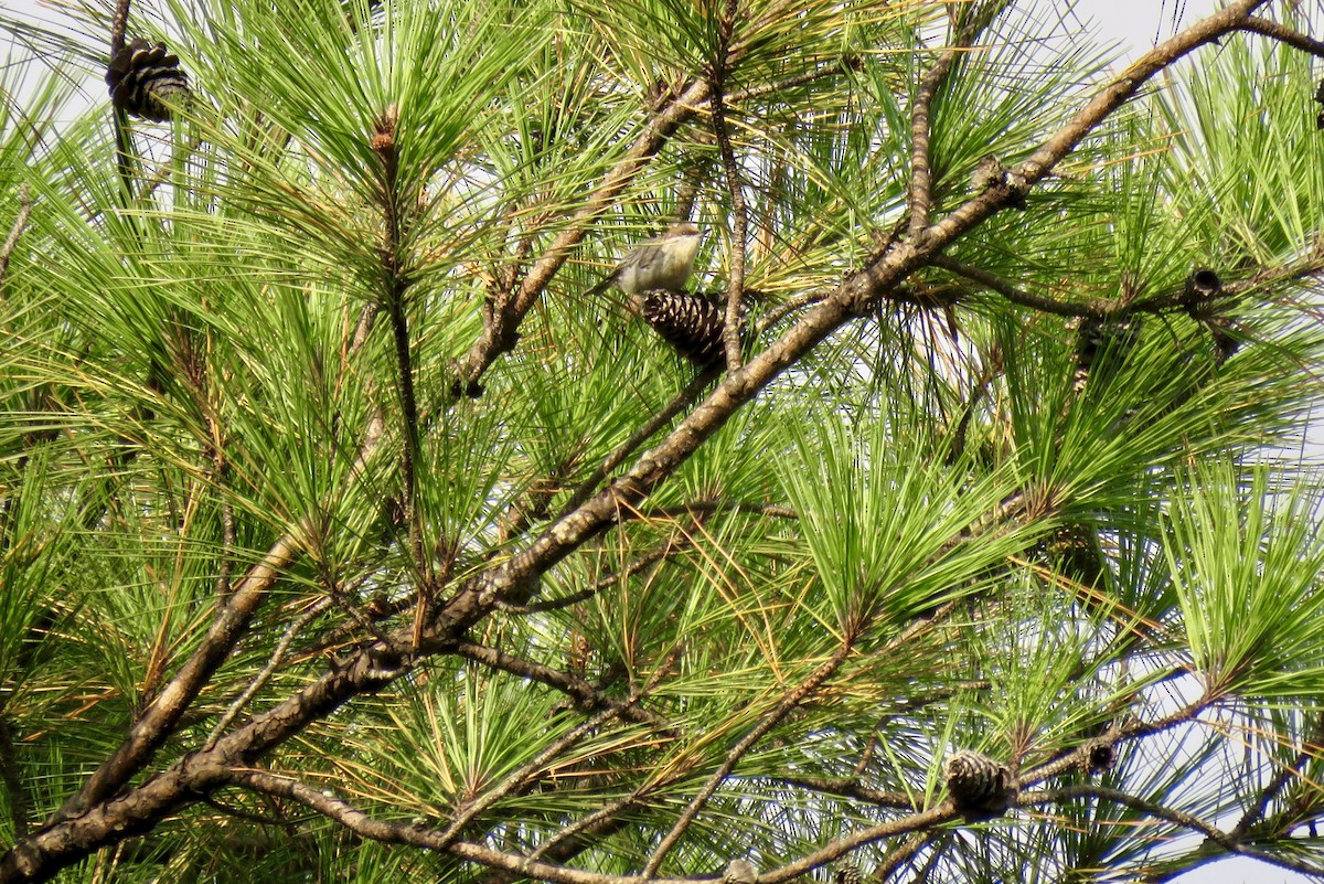 Brown-headed Nuthatch - ML243438801
