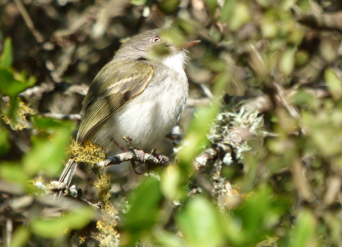 Pearly-vented Tody-Tyrant - ML243438961