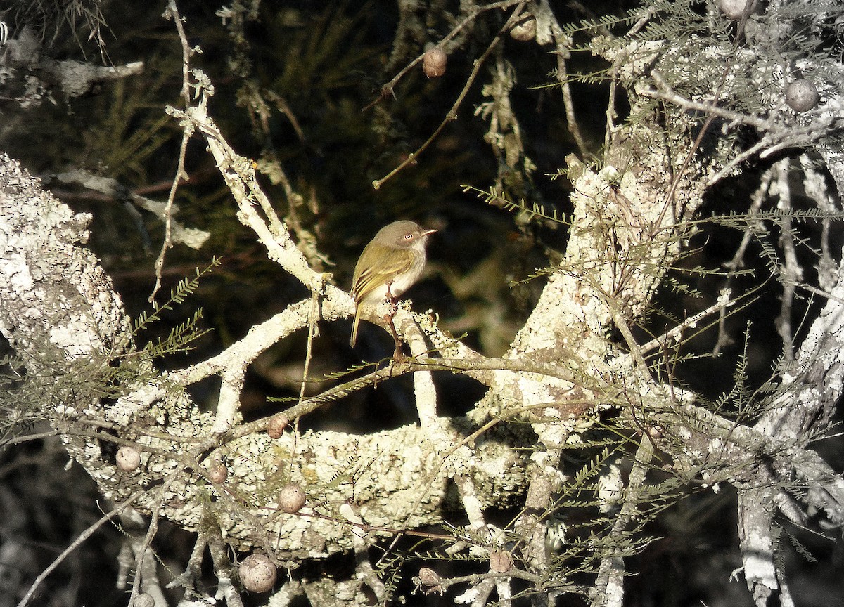 Pearly-vented Tody-Tyrant - ML243439311