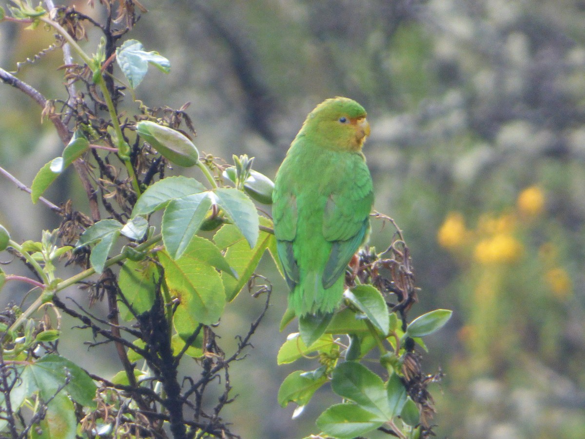 Rufous-fronted Parakeet - Aurelie Letort