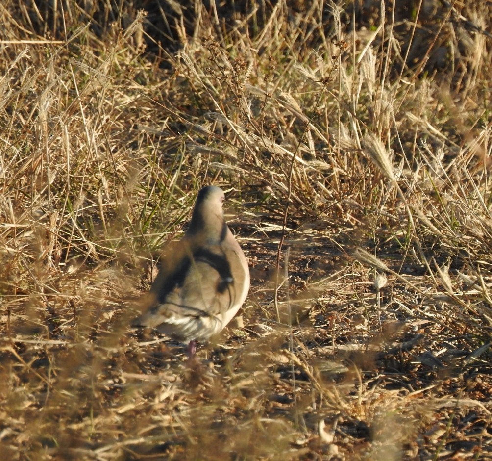 White-tipped Dove - Fabian Lertora