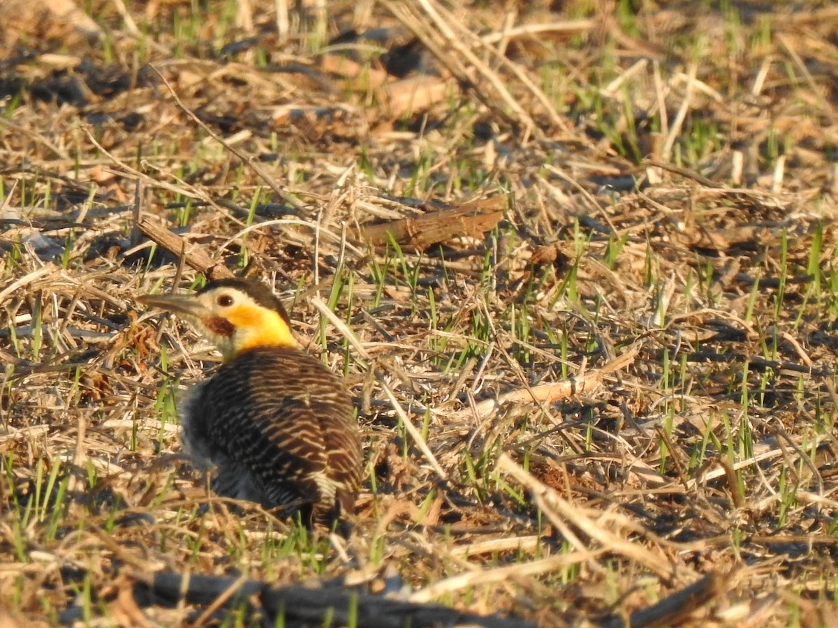 Campo Flicker - Fabian Lertora