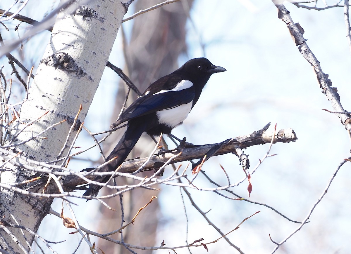 Black-billed Magpie - ML243441051