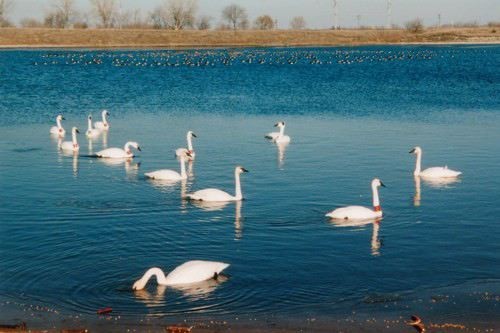 Trumpeter Swan - ML24344111