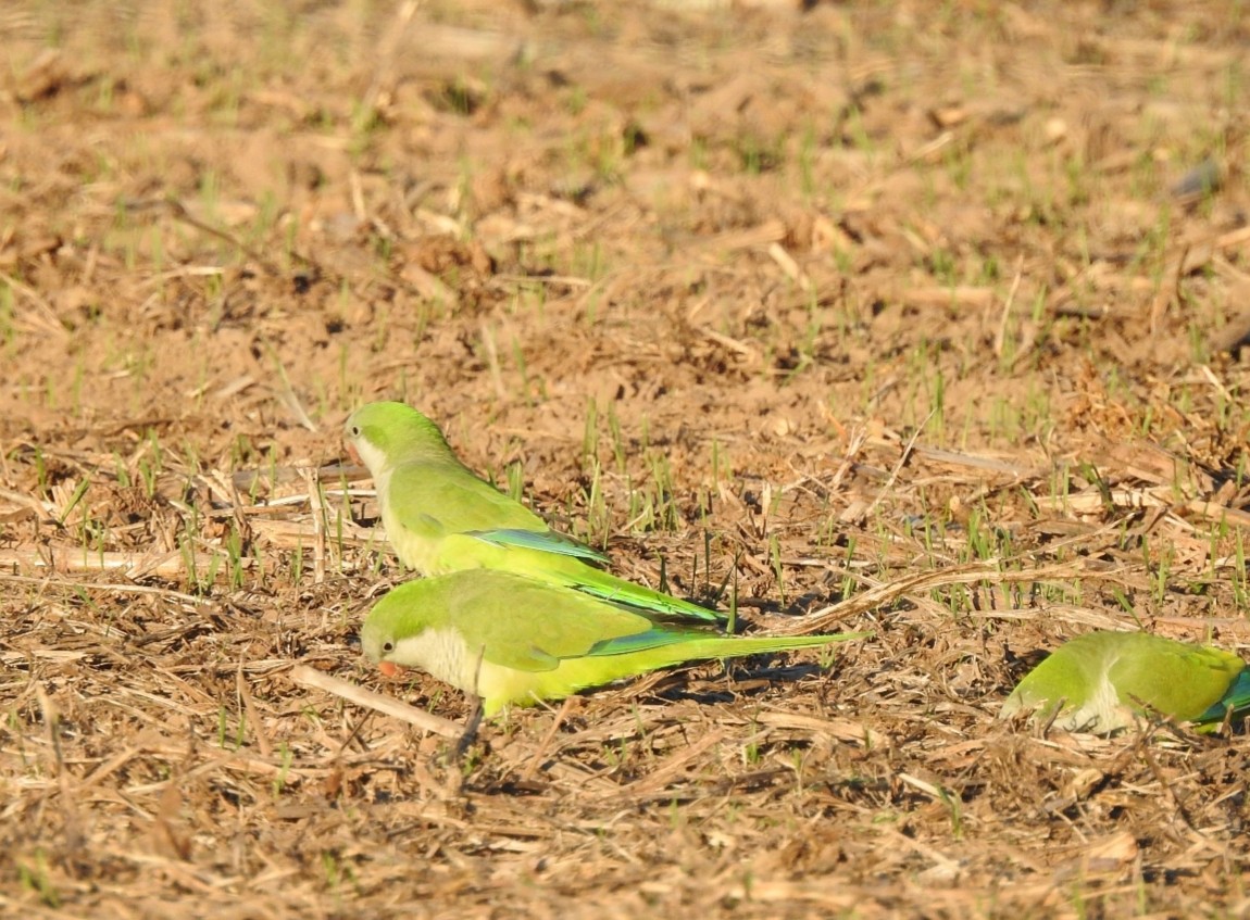 Monk Parakeet - ML243441211