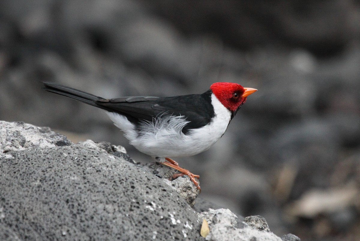 Yellow-billed Cardinal - ML243441741