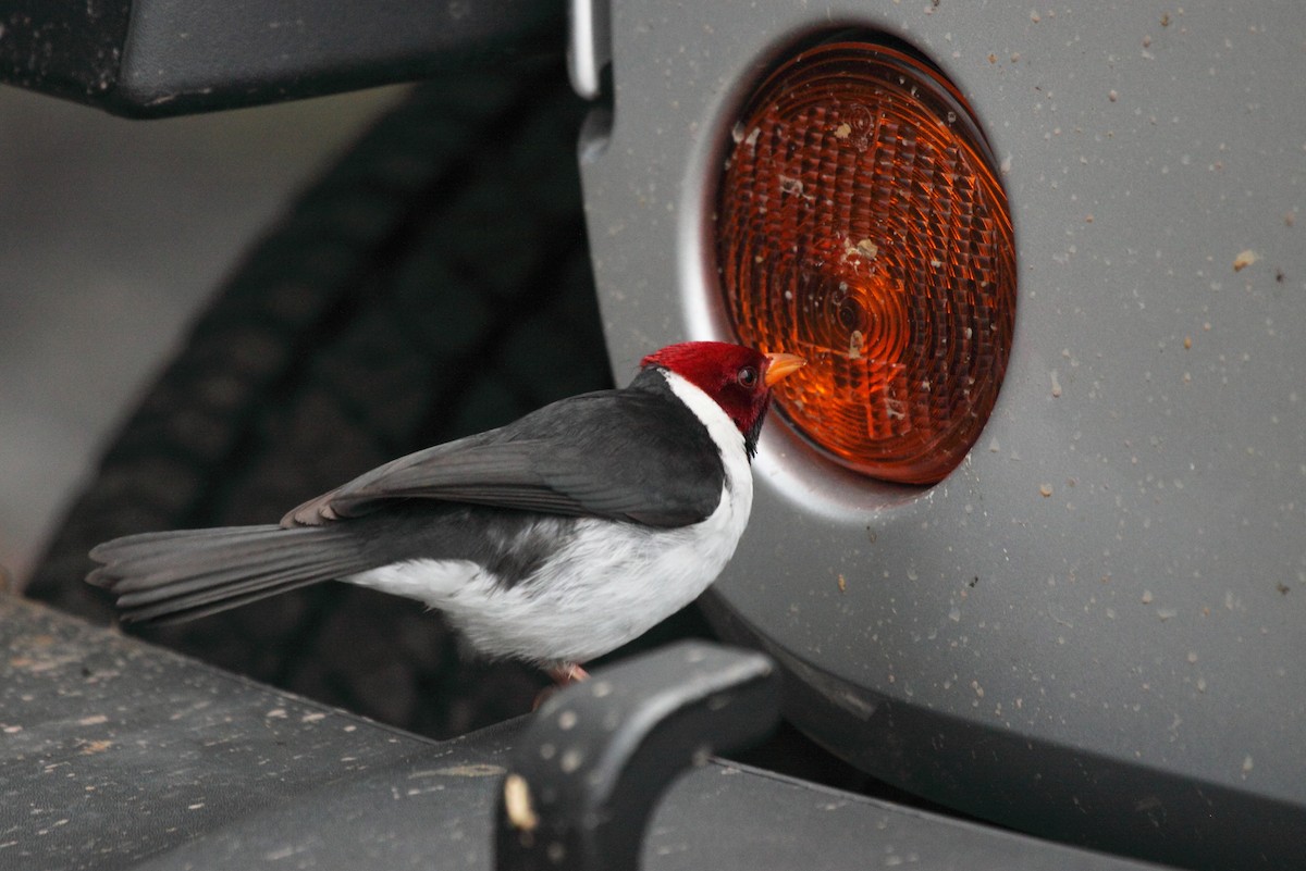 Yellow-billed Cardinal - ML243441811