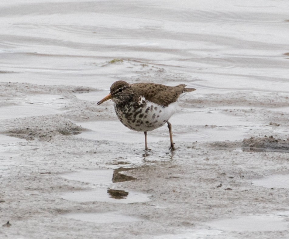 Spotted Sandpiper - ML243442001