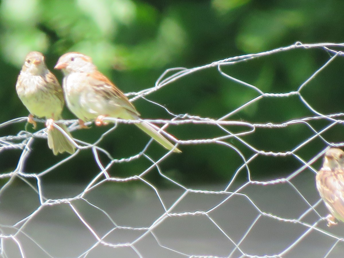 Field Sparrow - ML243442571