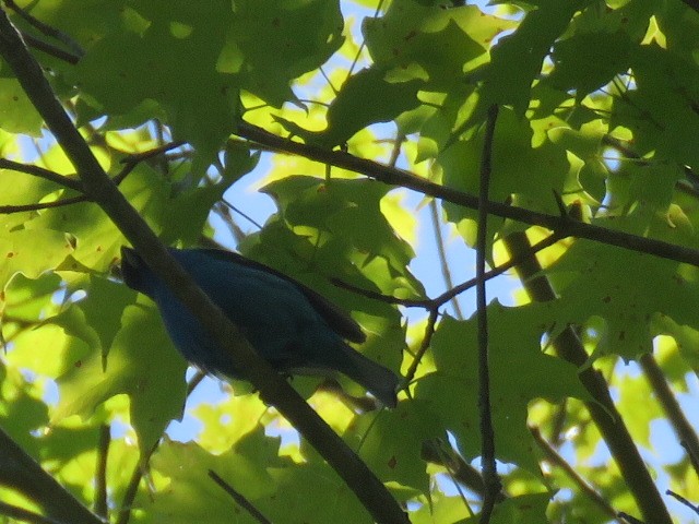 Indigo Bunting - ML243442641