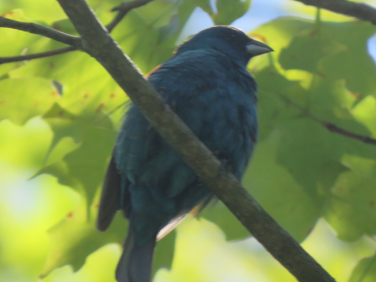 Indigo Bunting - ML243442651