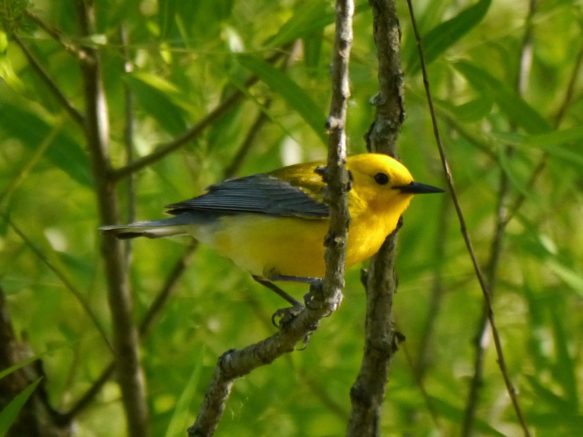 Prothonotary Warbler - ML243445731