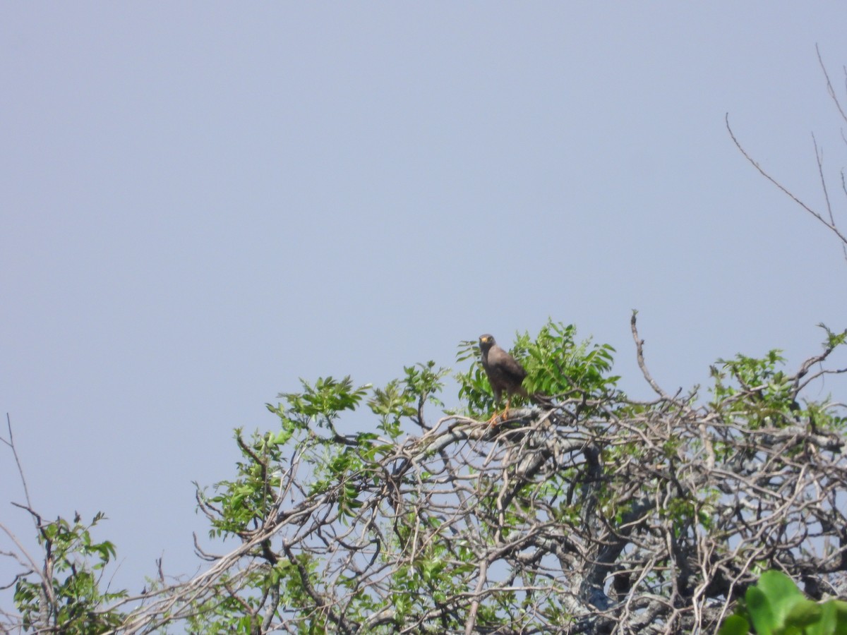 Roadside Hawk - ML243446161