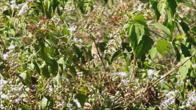 Plain Gerygone - ML243446451