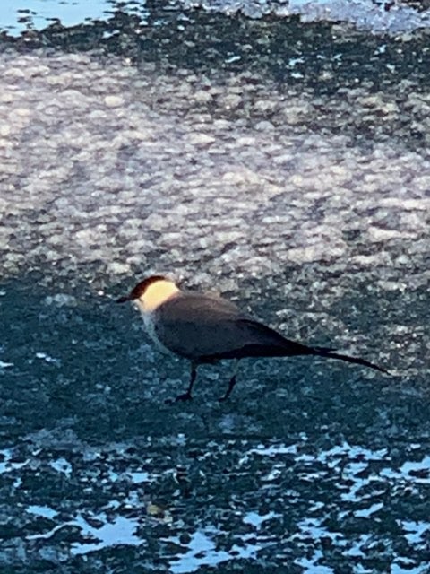 Long-tailed Jaeger - ML243449131