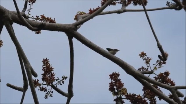 Plain Gerygone - ML243450091