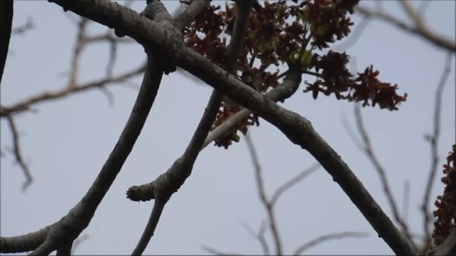 Plain Gerygone - ML243450101