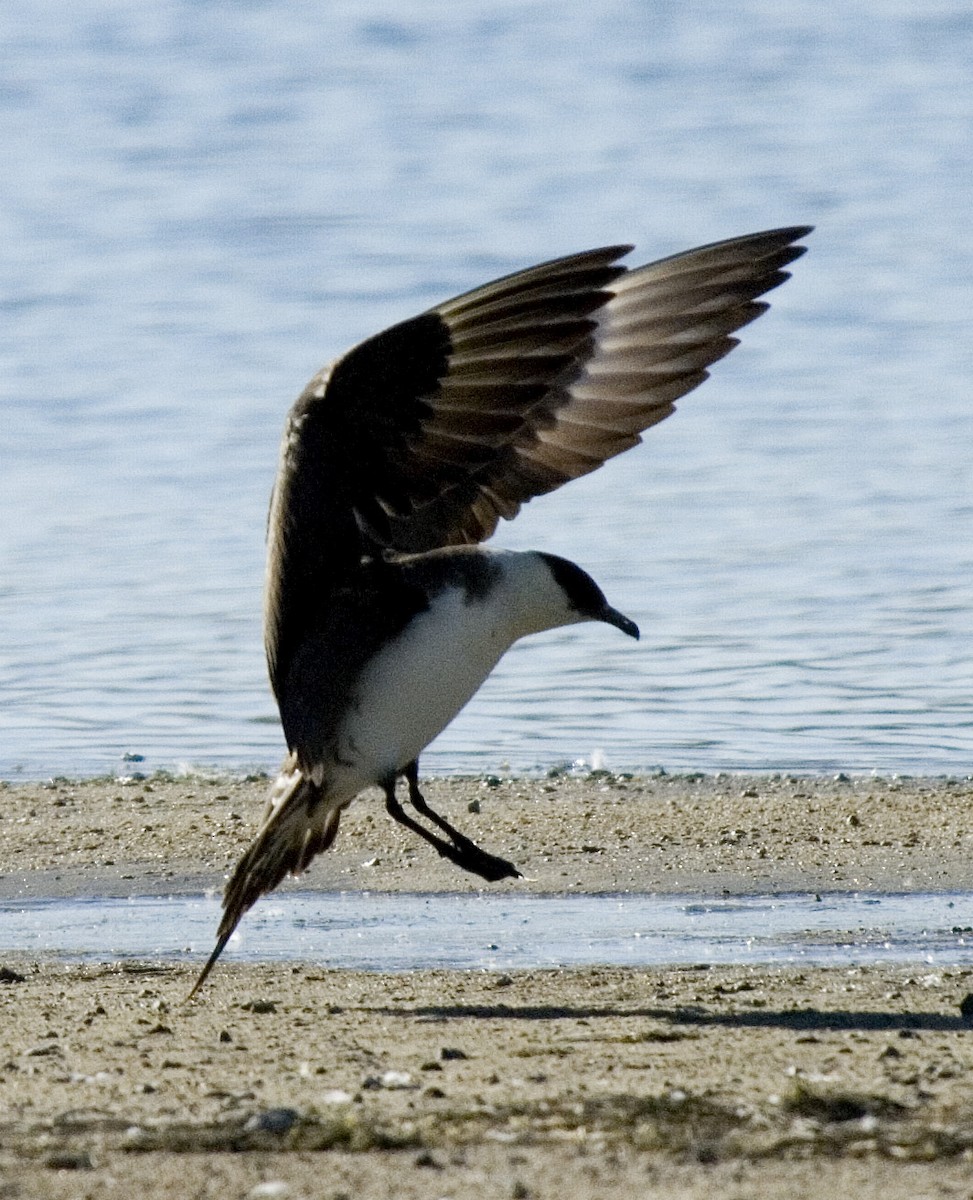 Parasitic Jaeger - ML24345211