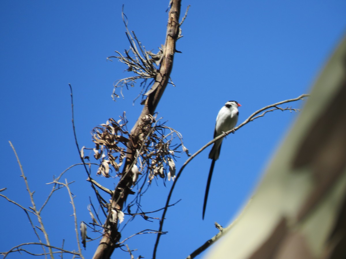 Pin-tailed Whydah - ML243452531