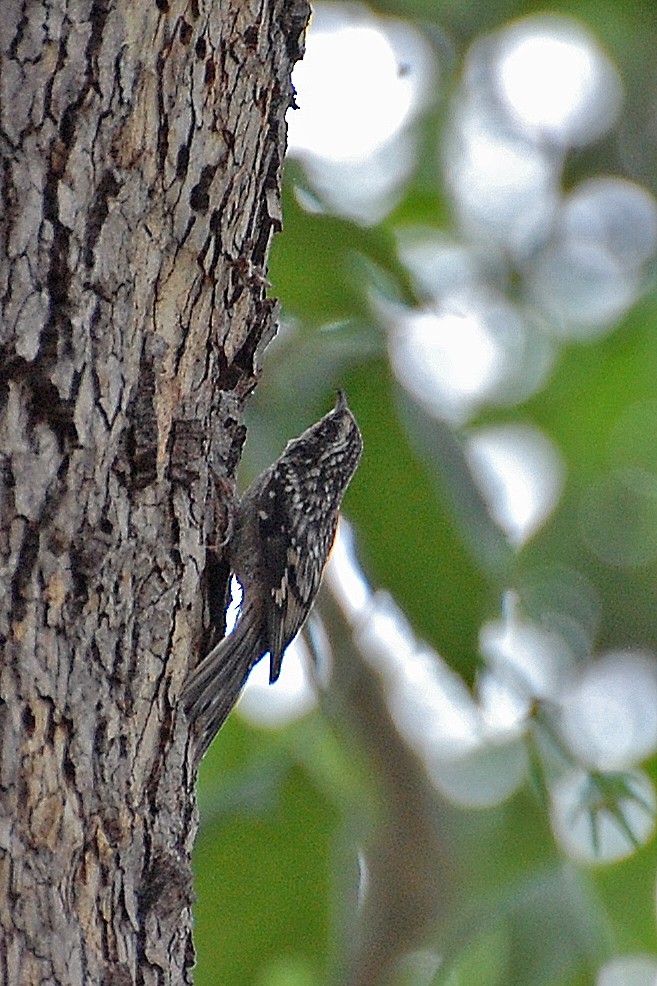 Brown Creeper - ML243454911