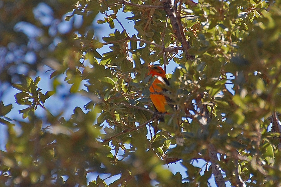 Flame-colored Tanager - Christian Newton